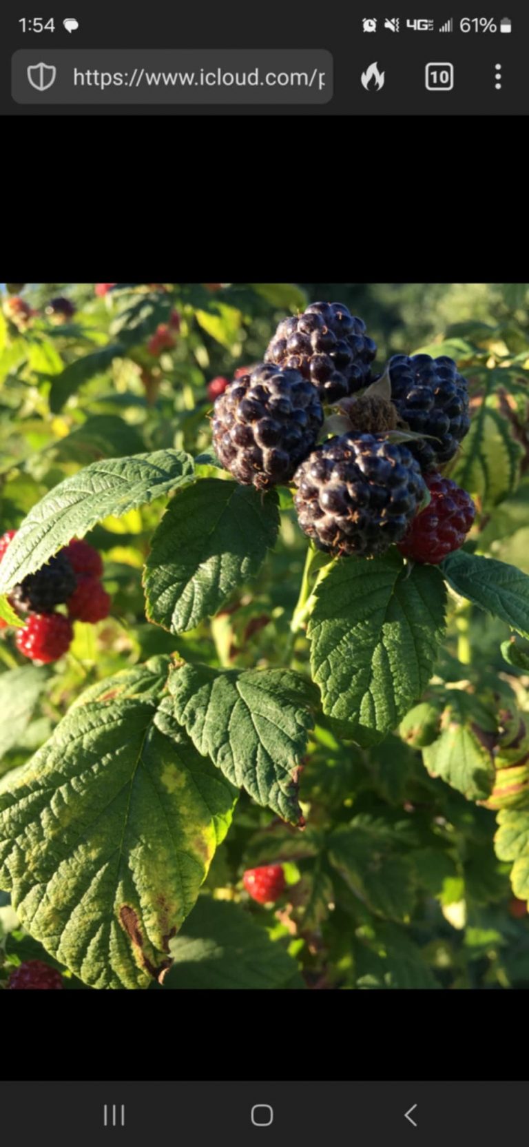 Black Raspberry – Dries Orchards Inc.